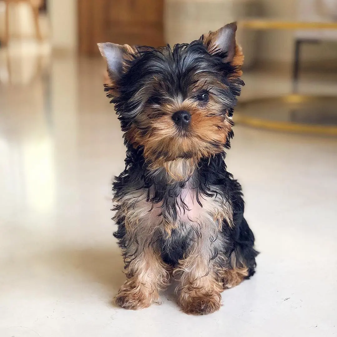 "Rio Junge" Yorkie