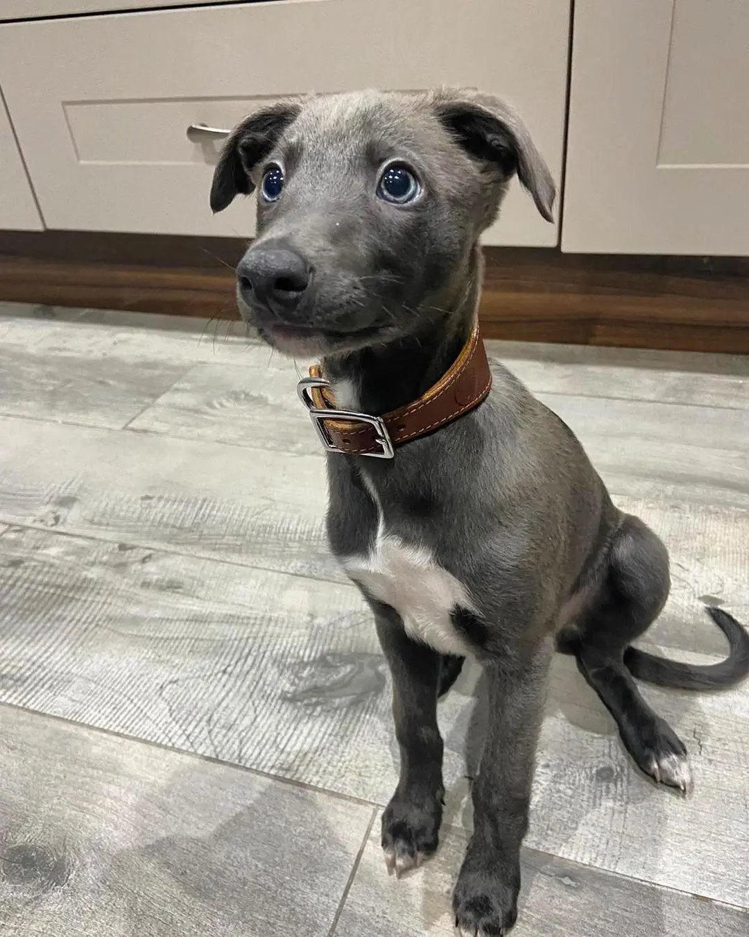 "Winston Junge" Whippet