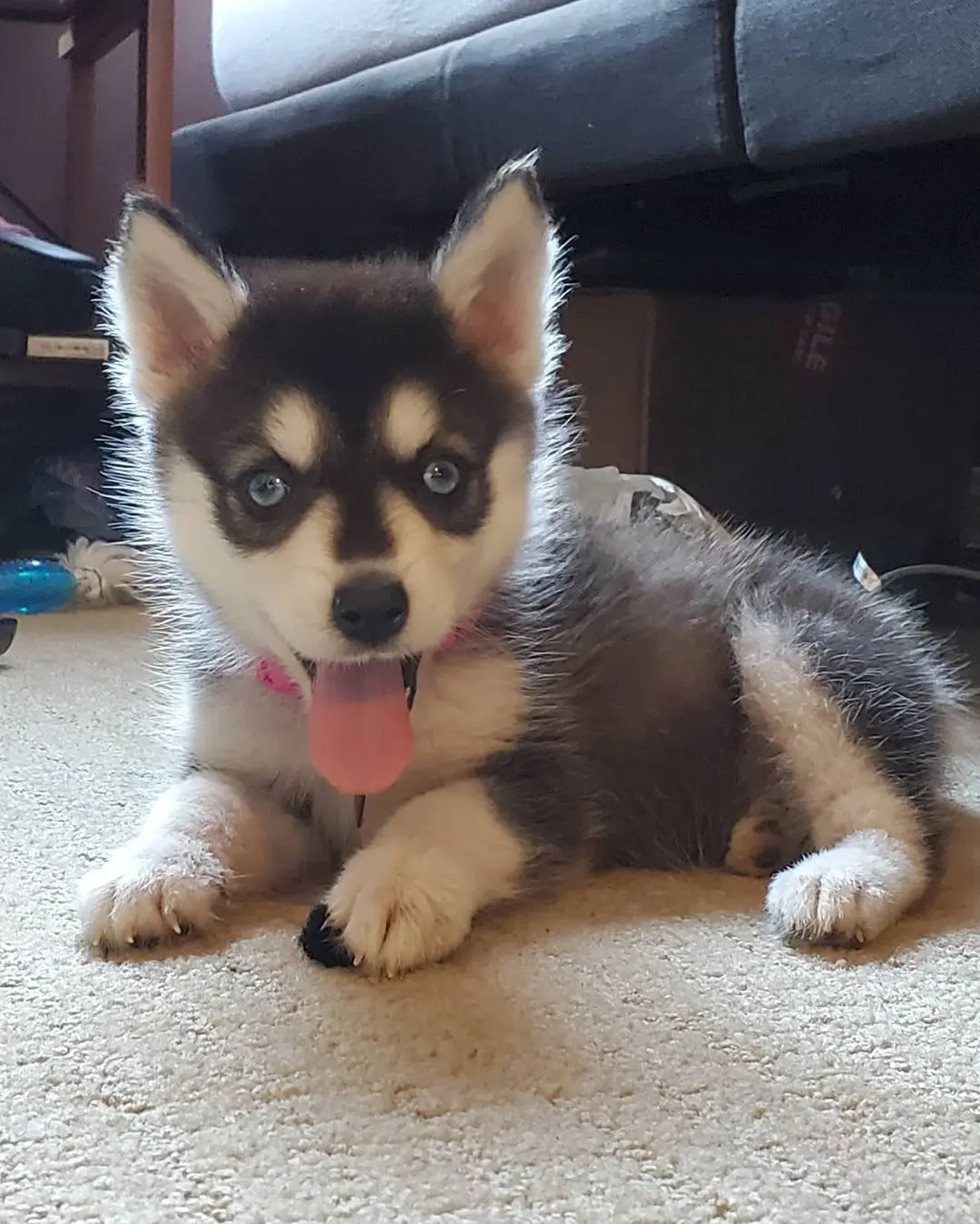 Pomsky