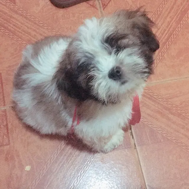 Lhasa Apso