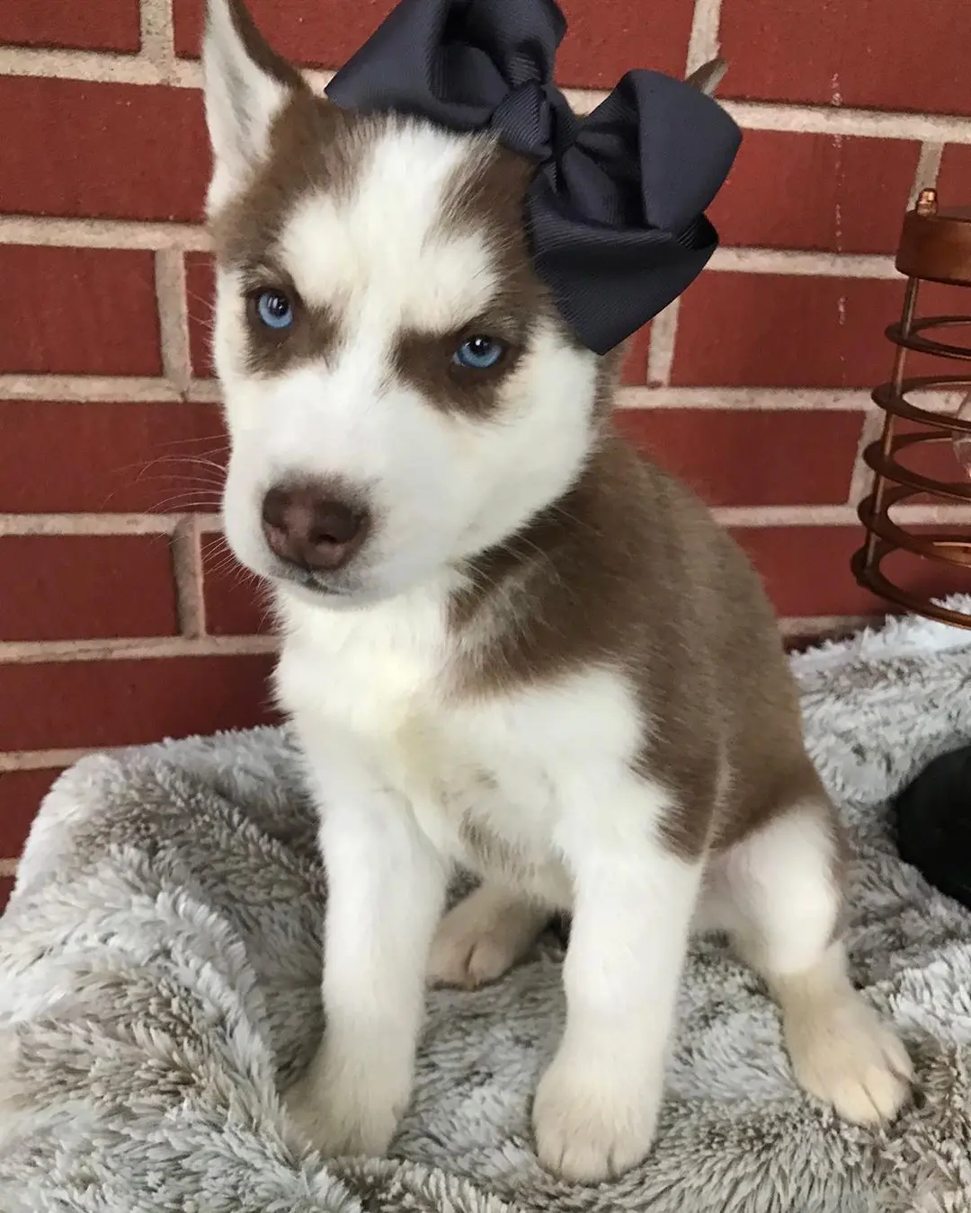 Siberian Husky