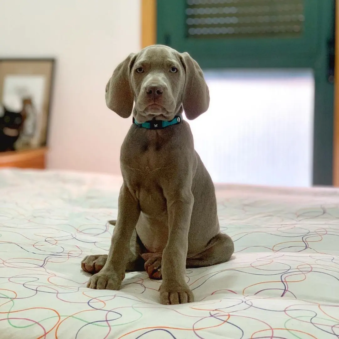 Weimaraner