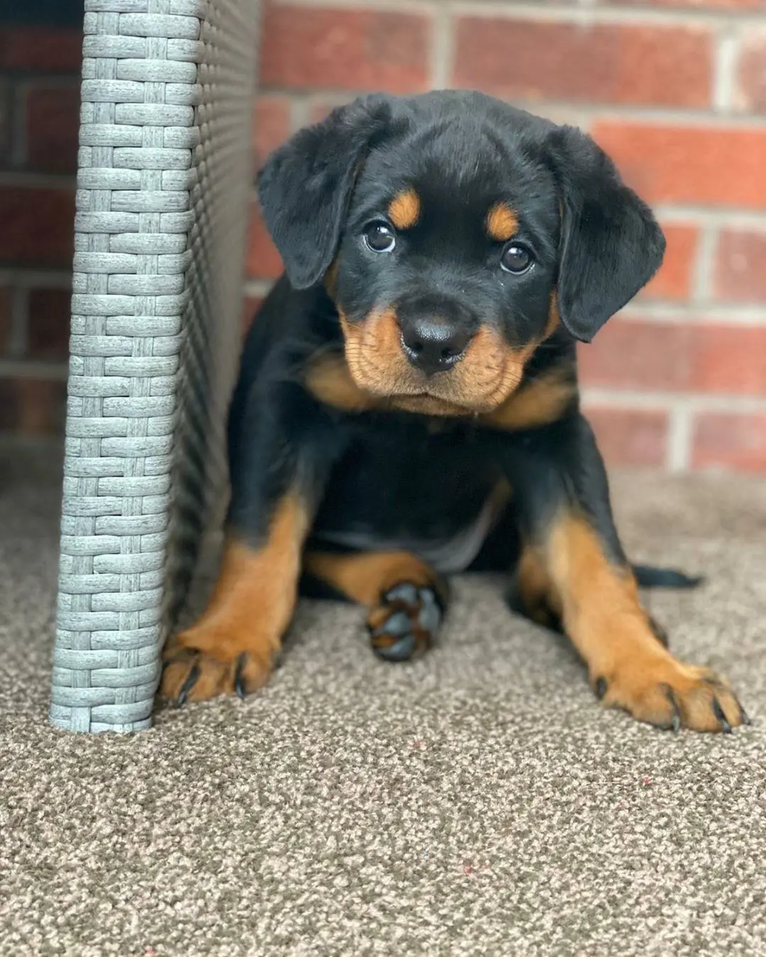 Rottweiler