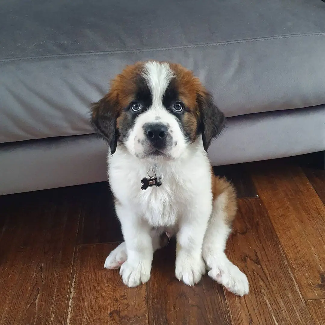Saint Bernard