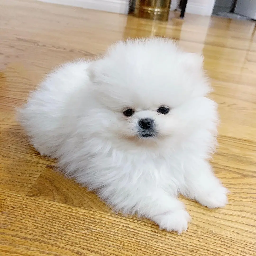 POMERANIAN