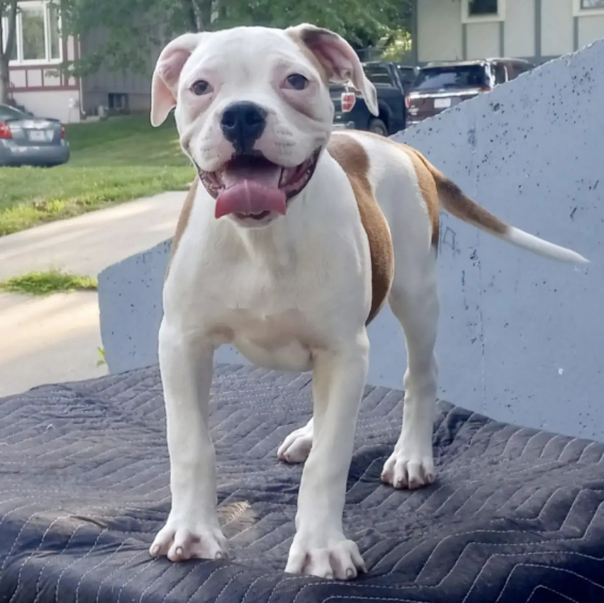 American Bulldog