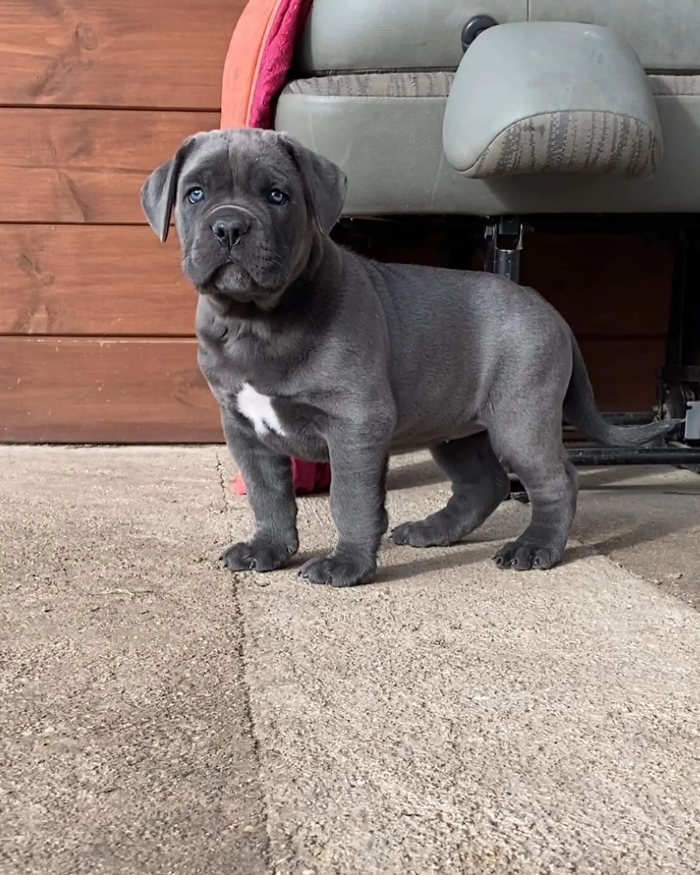 Cane Corso