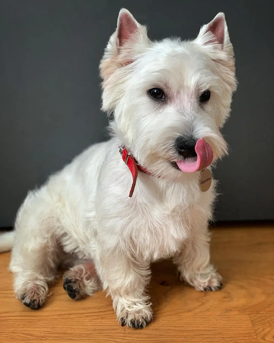 West Highland White Terrier