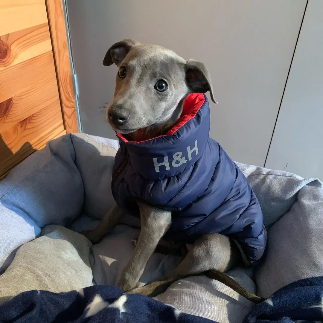 "Baloo Junge" Whippet