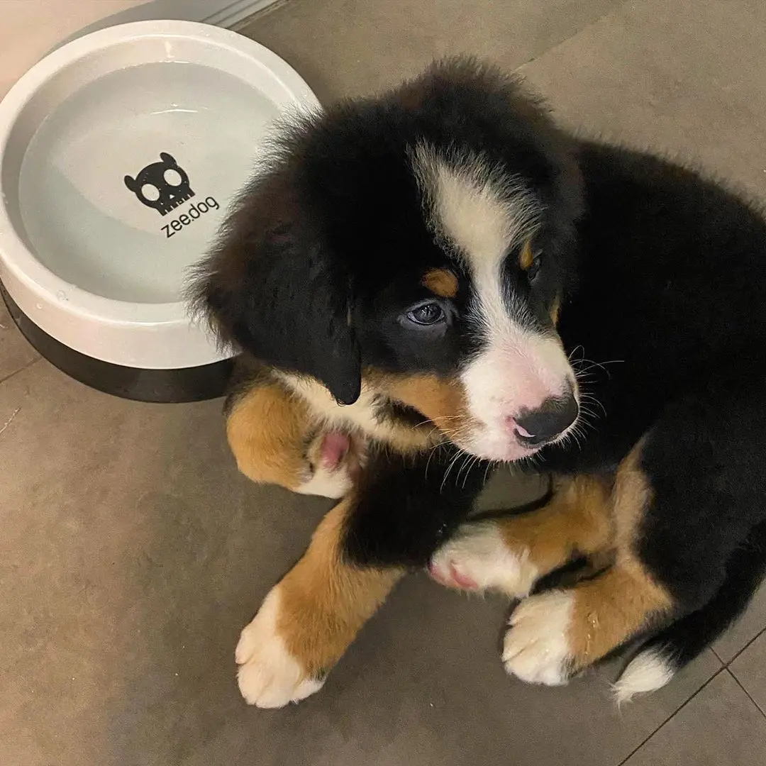 Bernese Mountain Dog