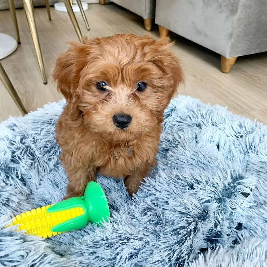 Cavapoo
