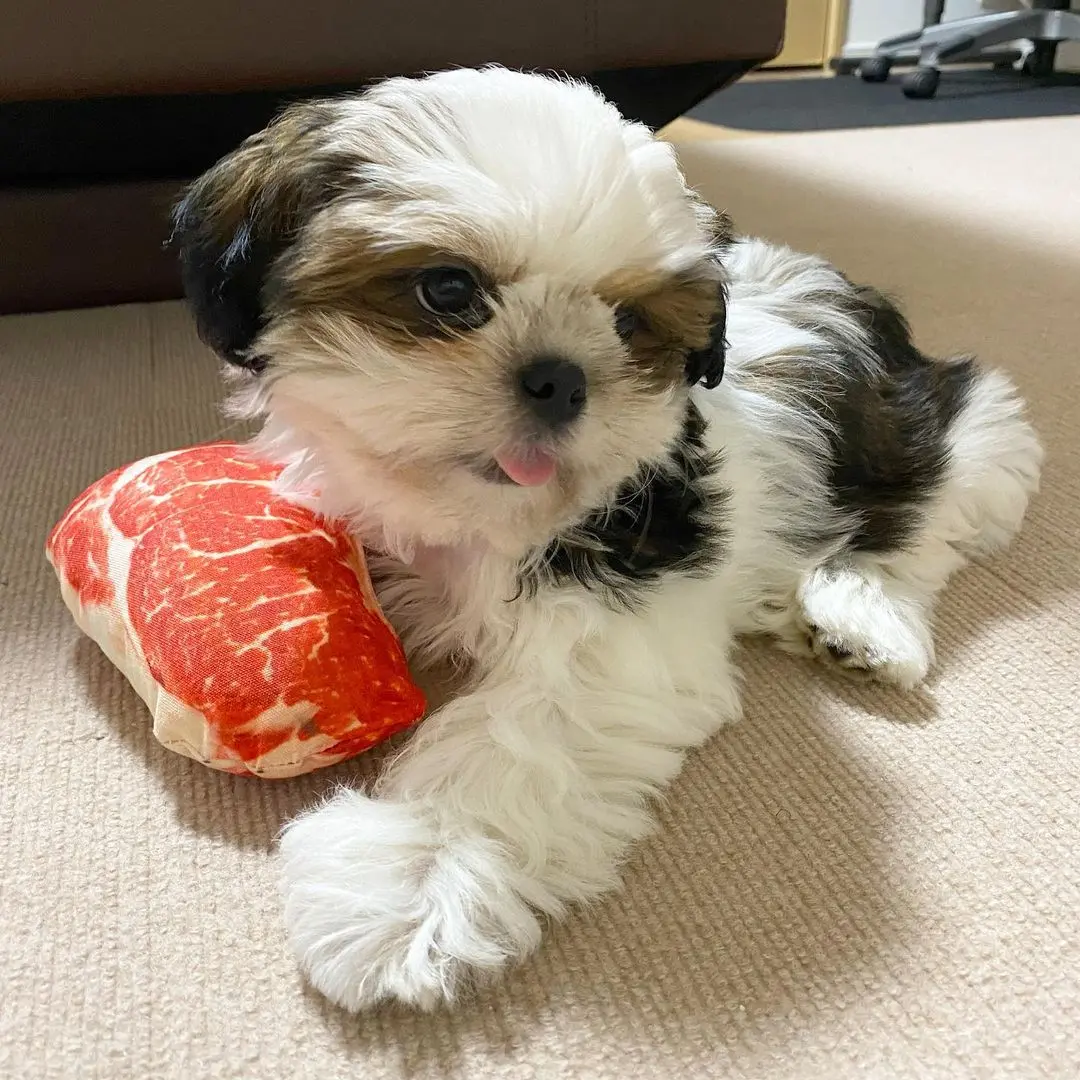 Shih Tzu
