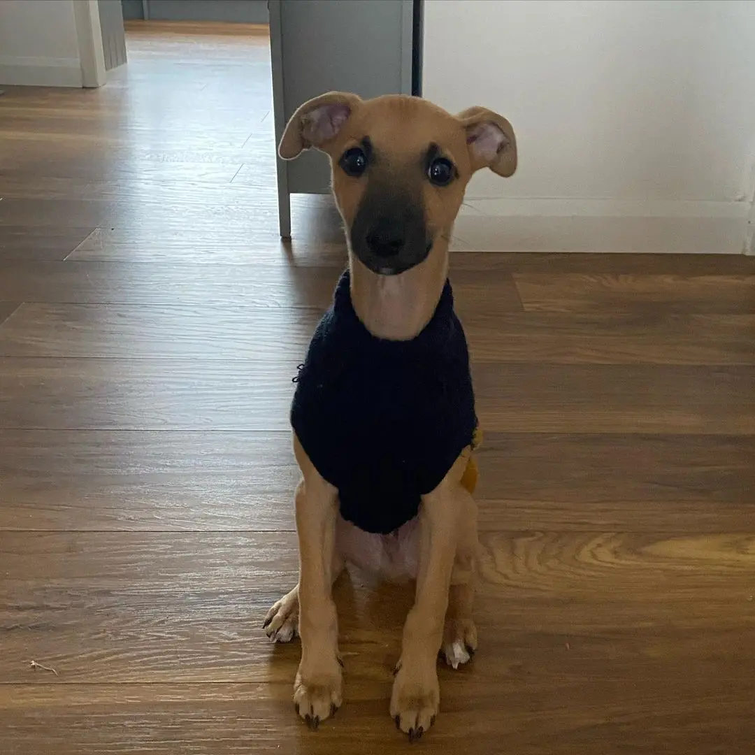 "Ziggy Junge" Whippet