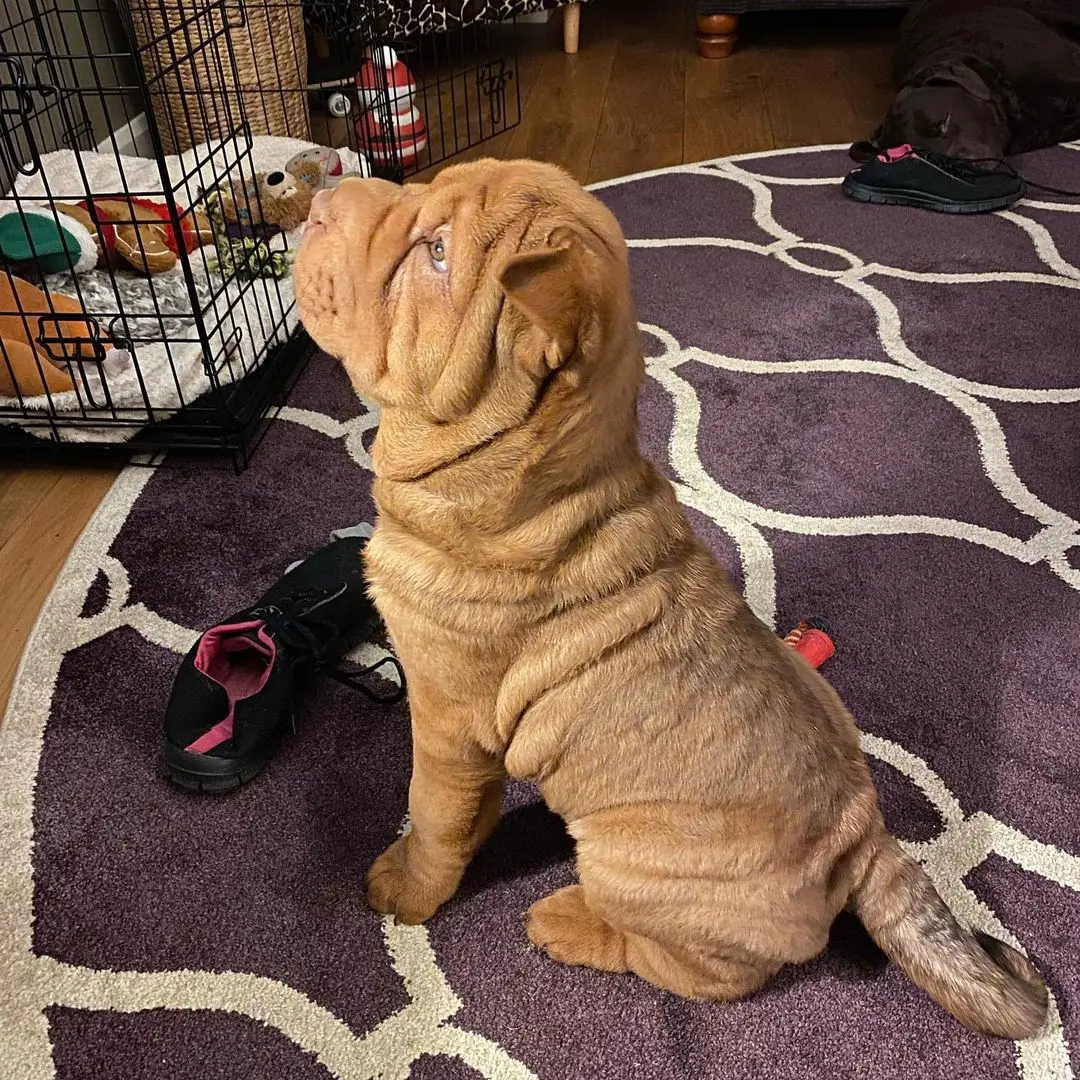 Shar Pei
