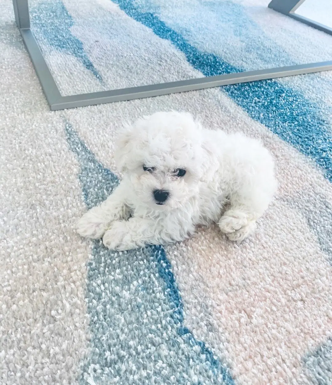 BICHON