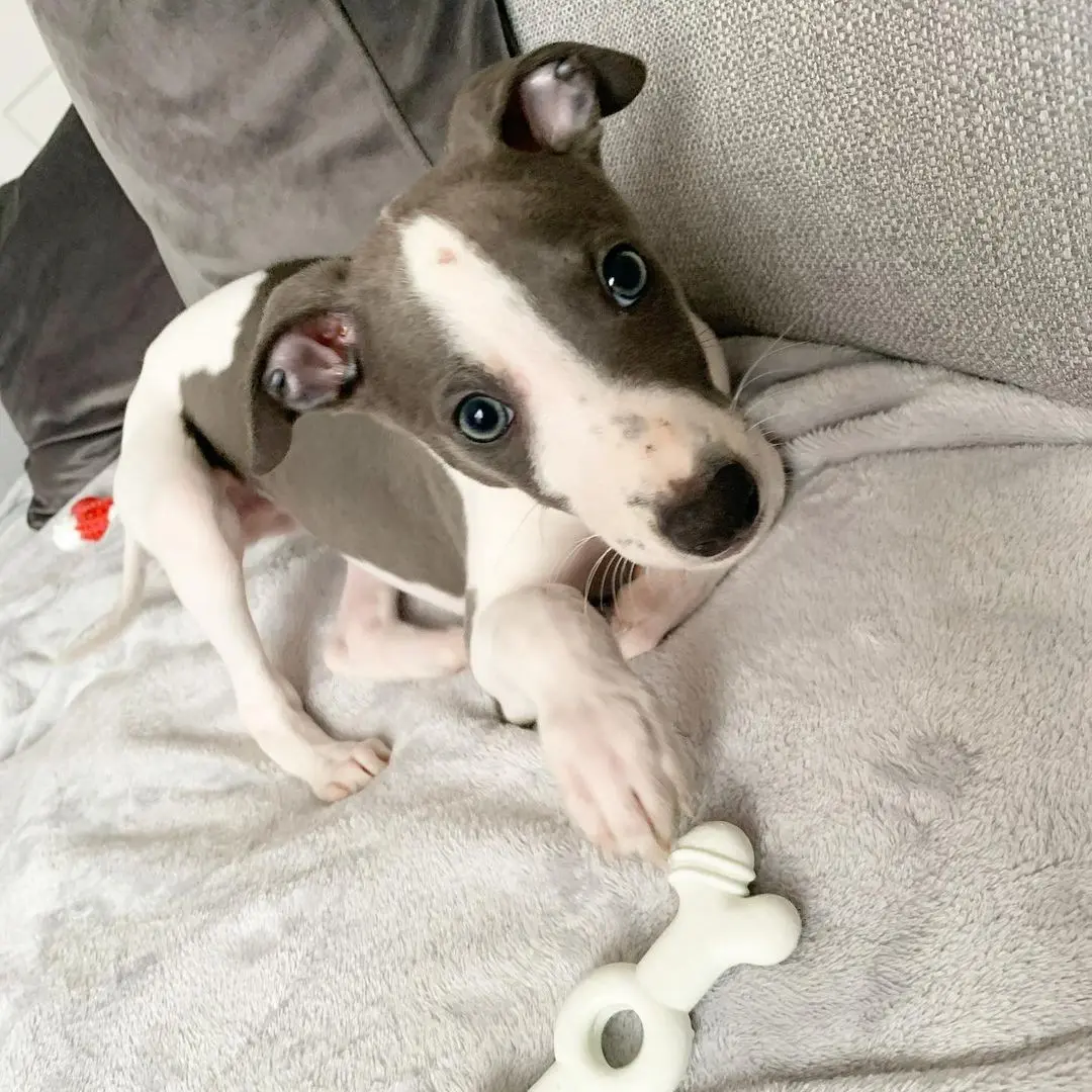 "Vinnie  Junge" Whippet