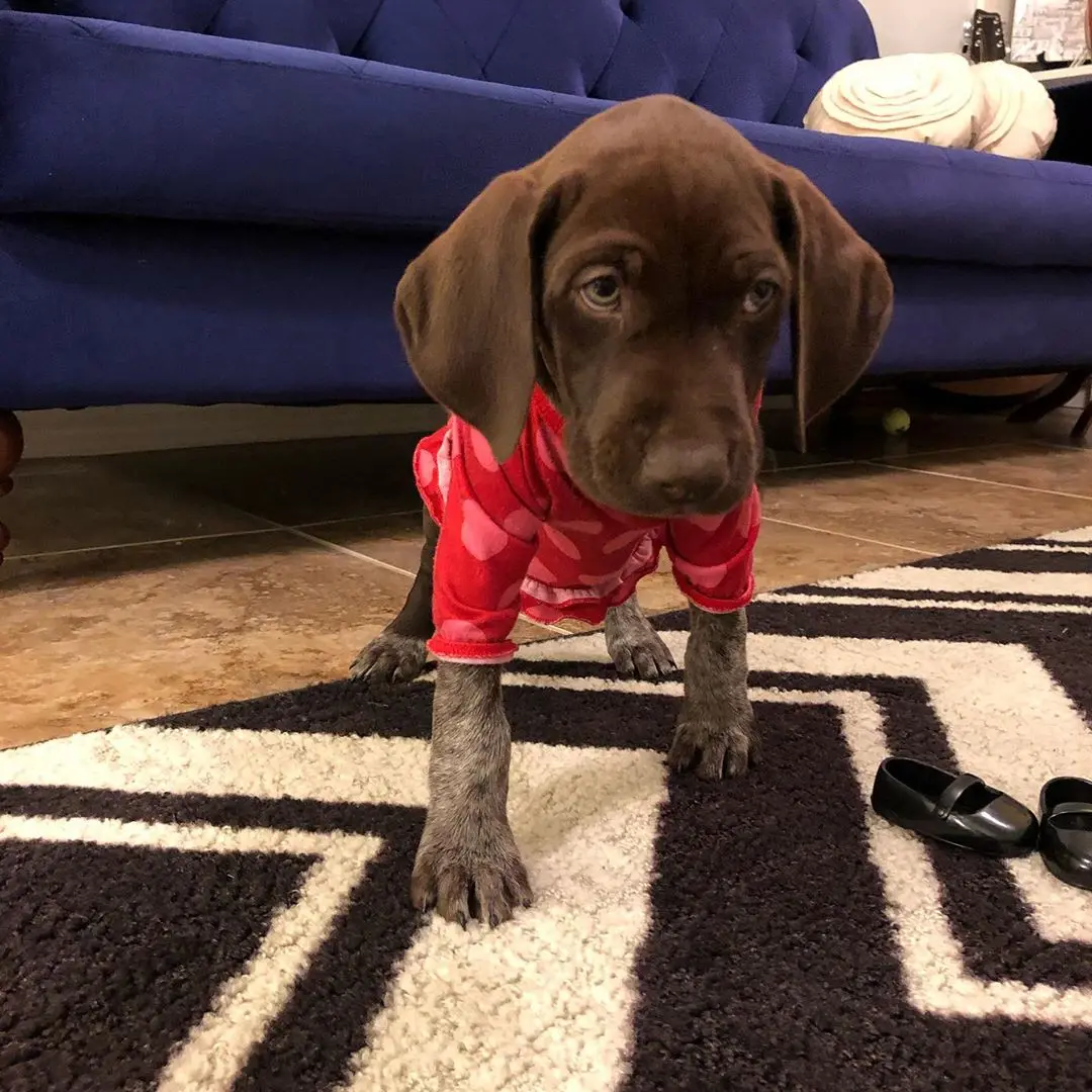 German Shorthaired Pointer