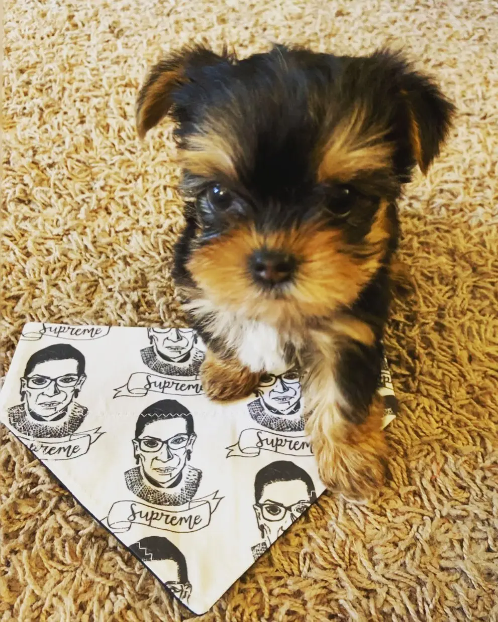 "Ruth Madchen" Yorkie