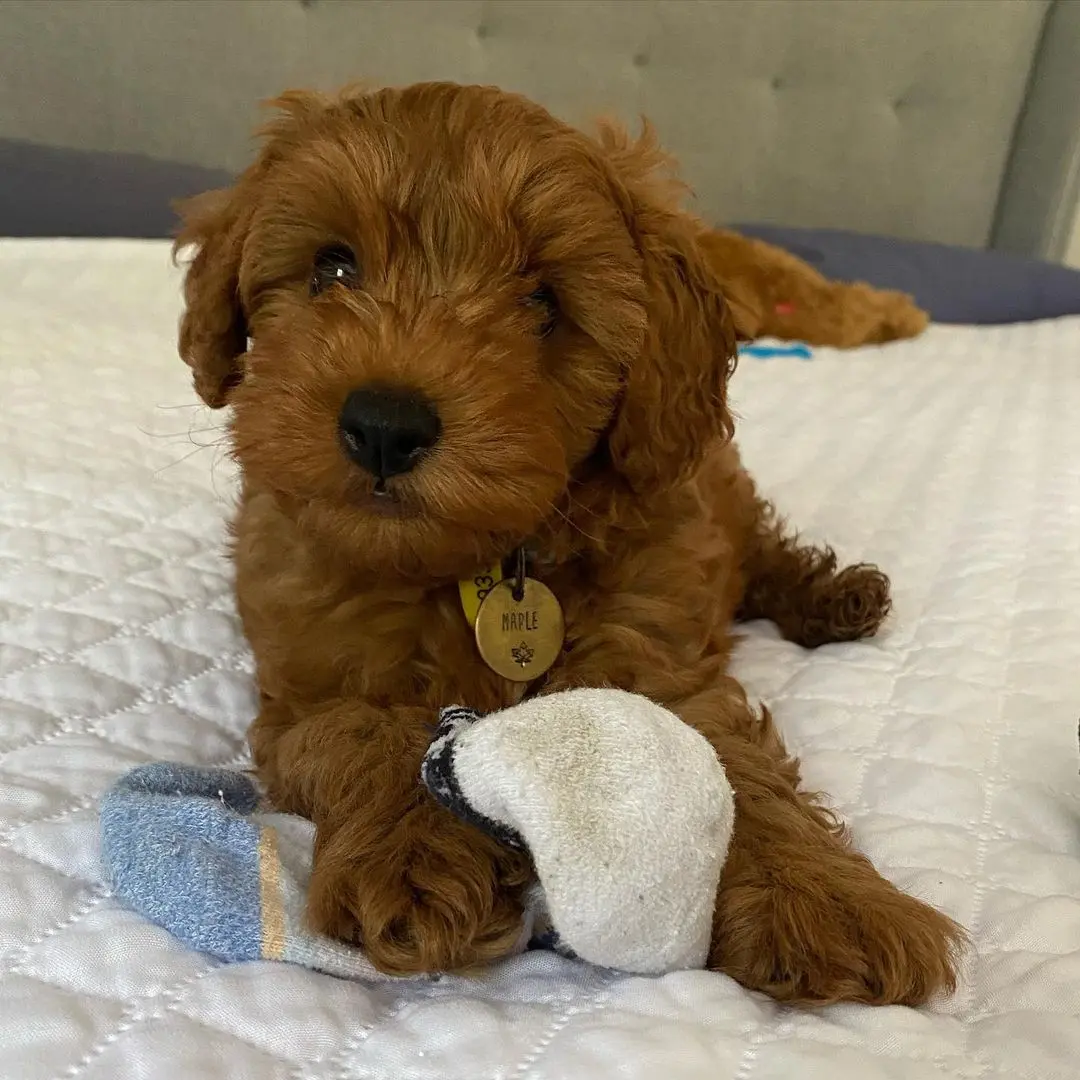 Cavoodle