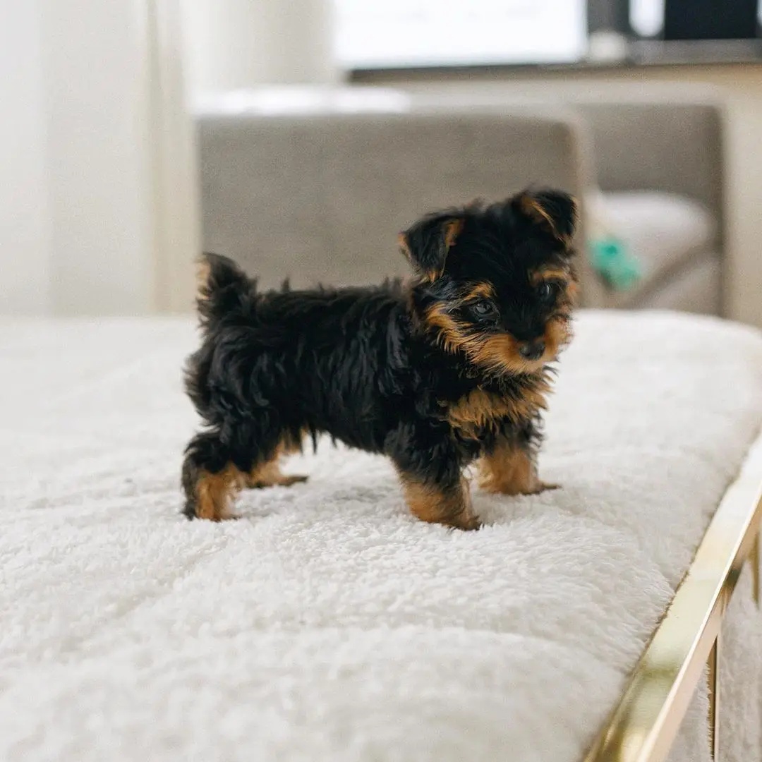 "Saint Madchen" Yorkie