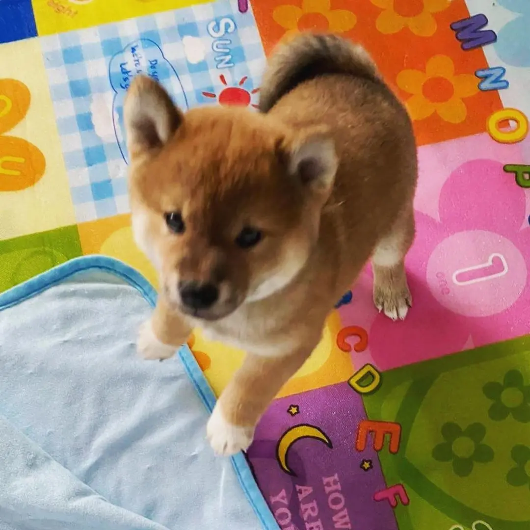 Shiba inu