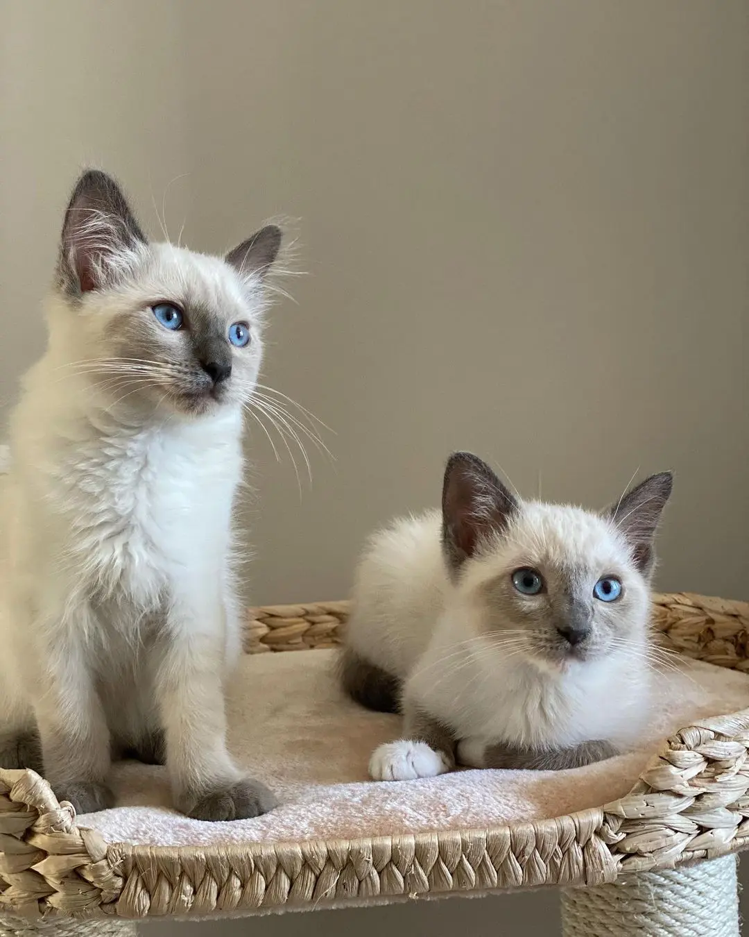 charlie and scottie Junge