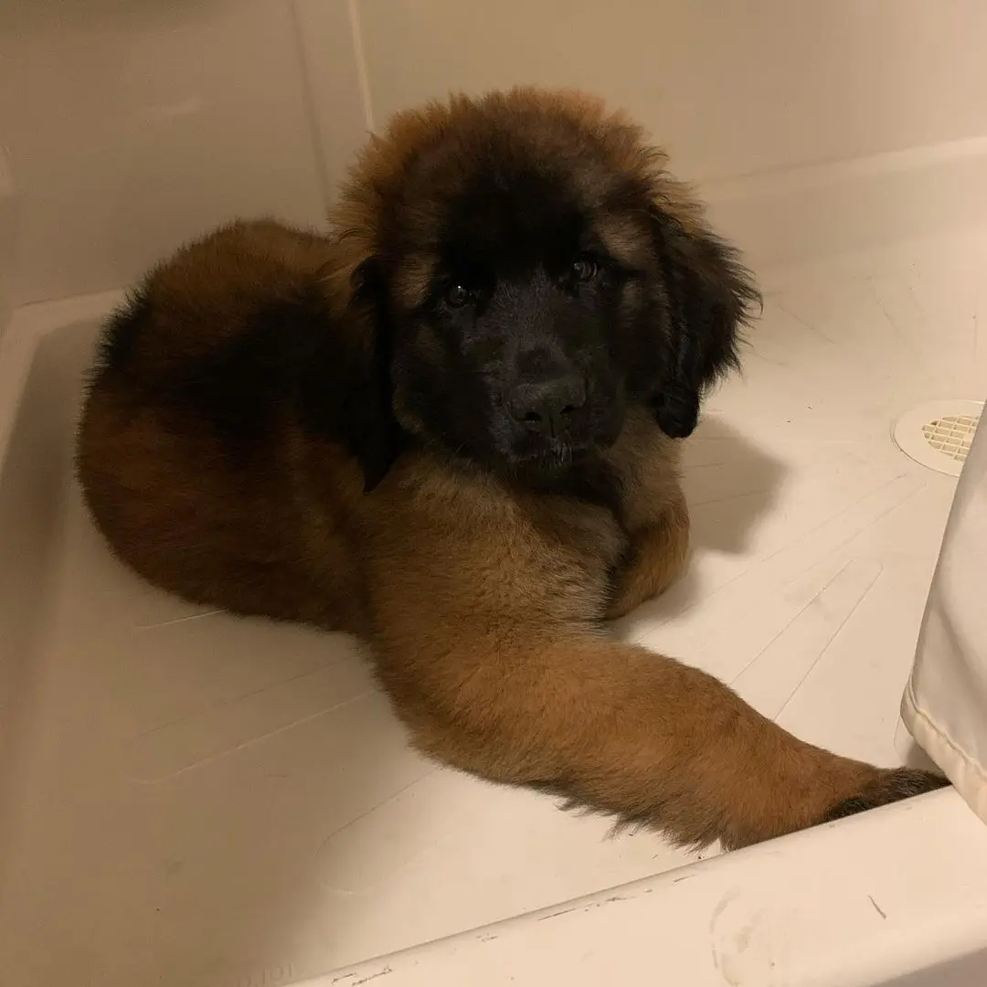 Leonberger