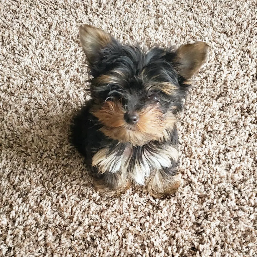 "Milo Junge" Yorkie