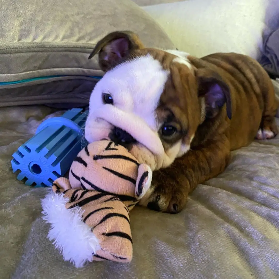 English Bulldog