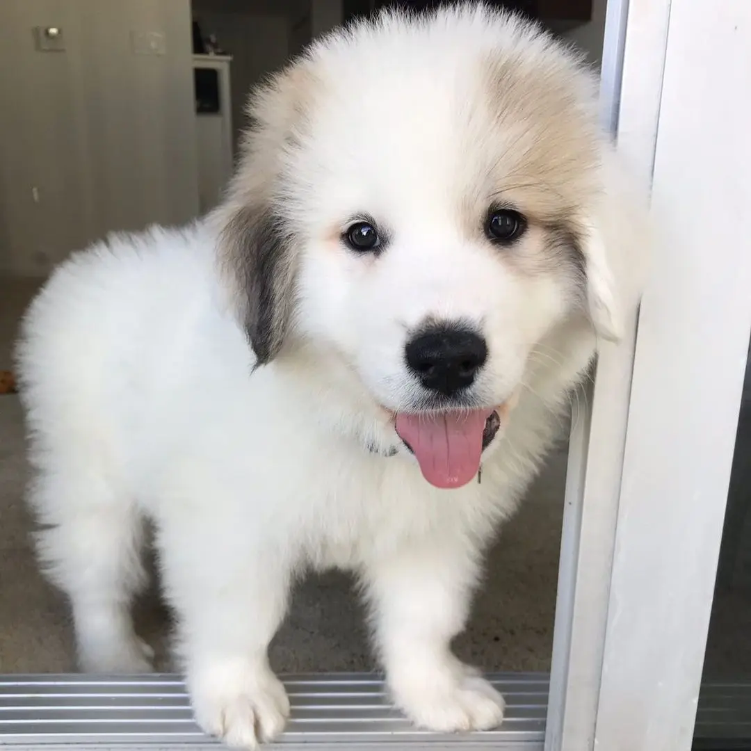 Great Pyrenees