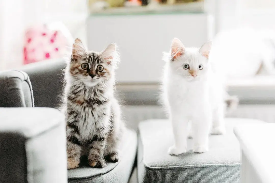 Cia & carlie  Madchen Junge